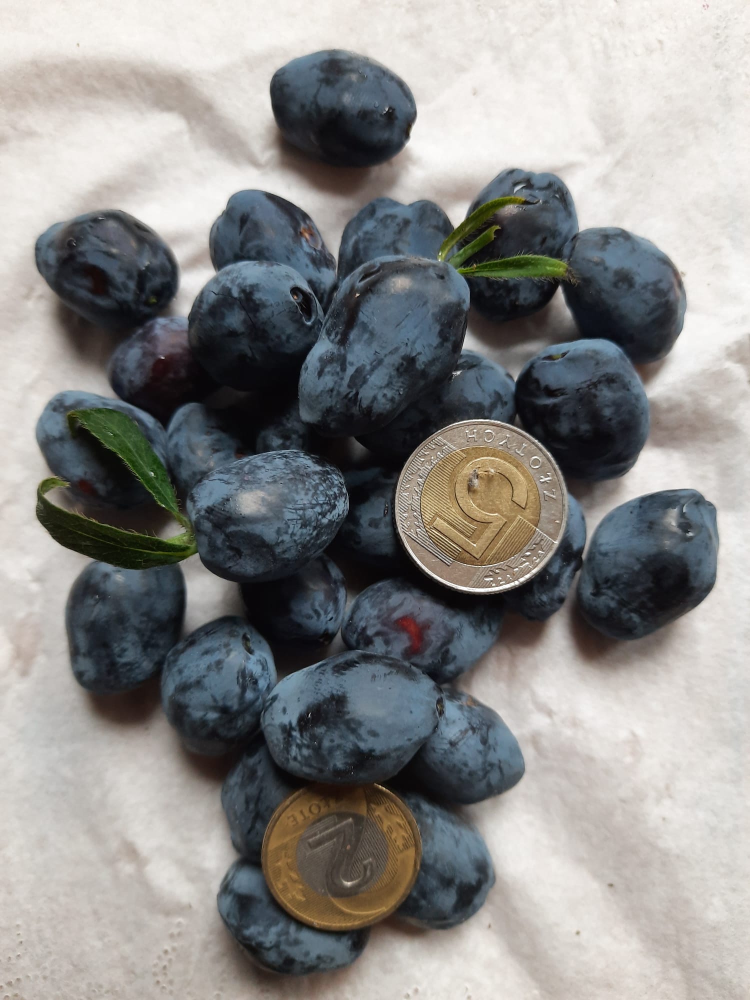 Zdjęcie z ogrodu Bieszczady