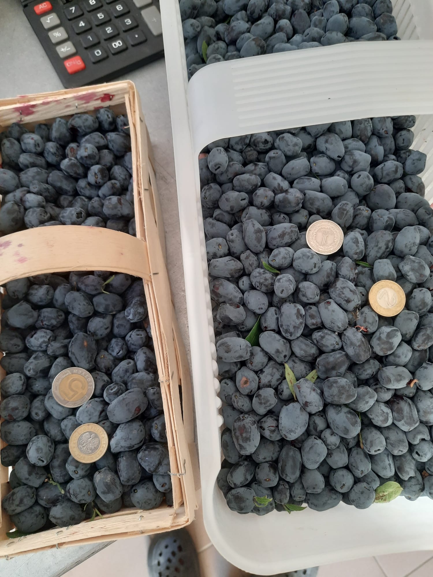 Zdjęcie z ogrodu Bieszczady