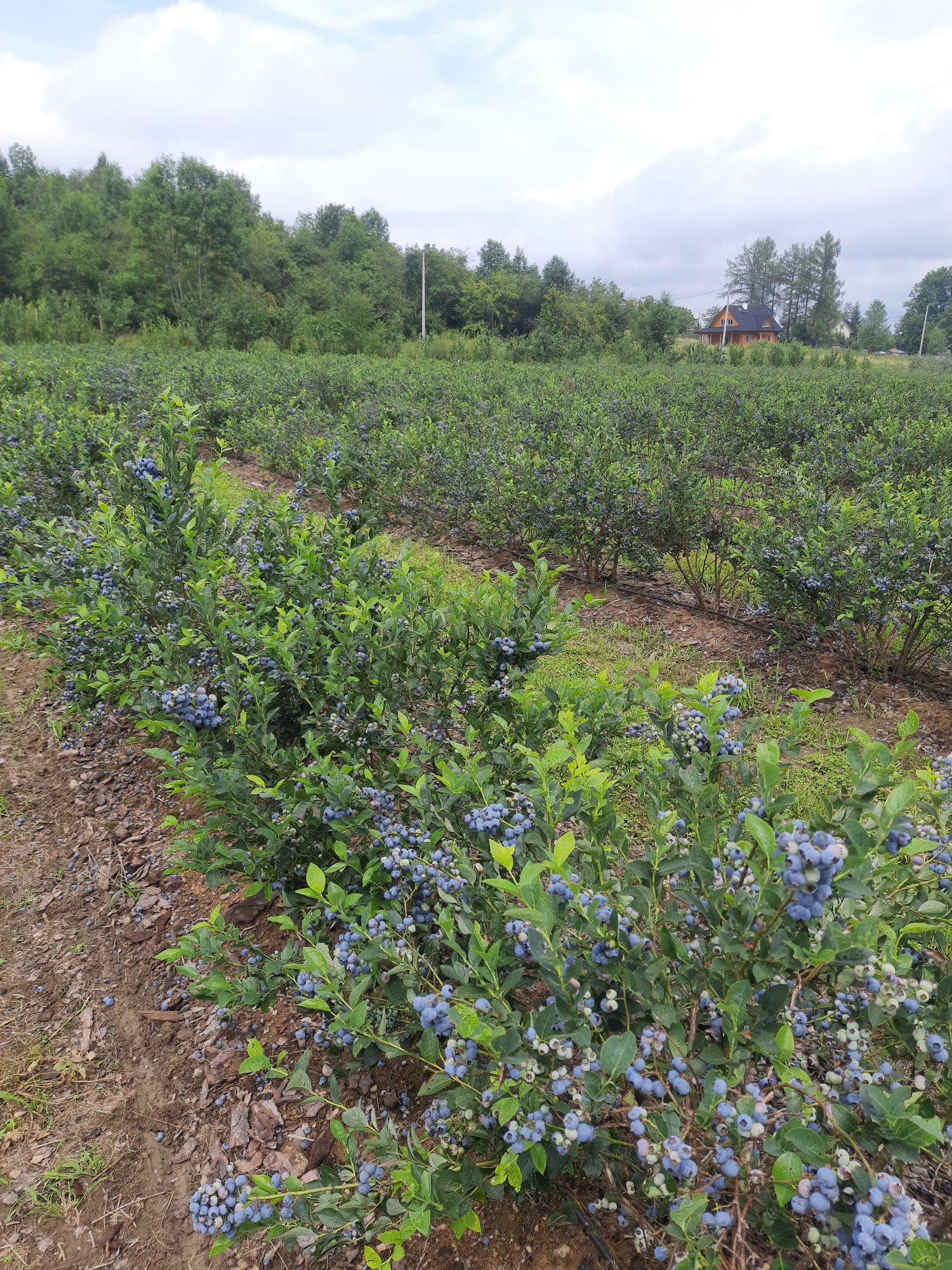 Zdjęcie z ogrodu Bieszczady