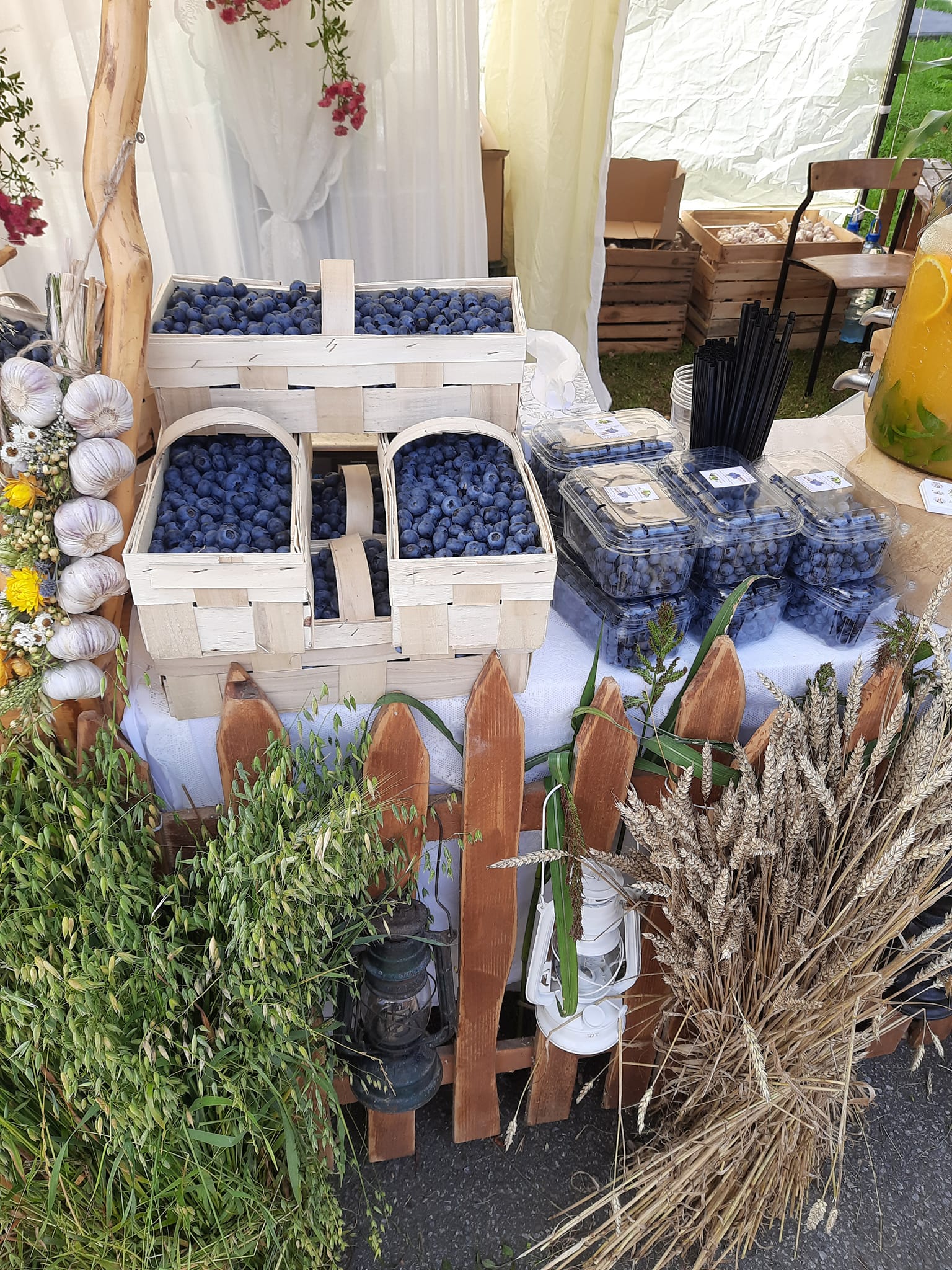 Zdjęcie z ogrodu Bieszczady