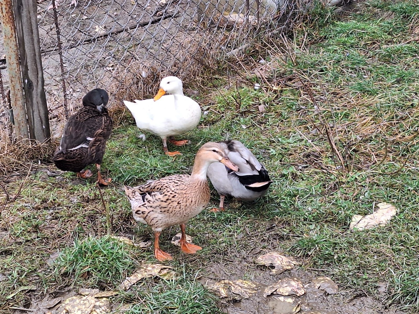 Zdjęcie z ogrodu Bieszczady