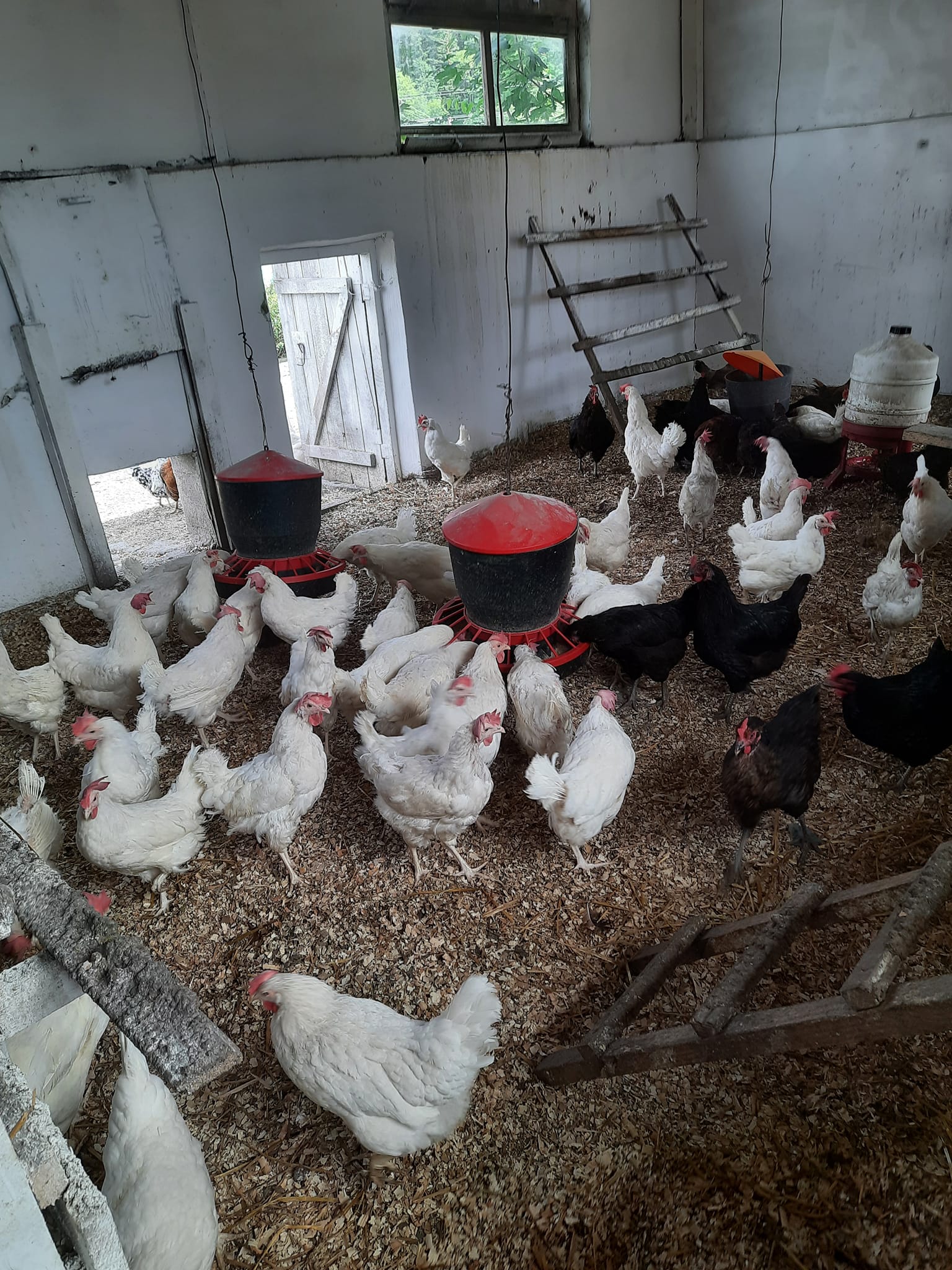 Zdjęcie z ogrodu Bieszczady