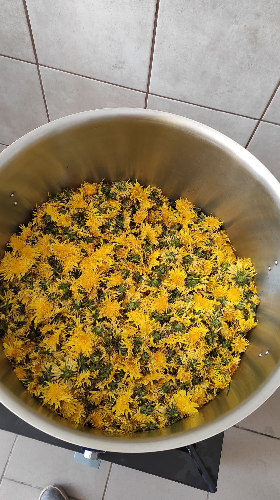 Zdjęcie z ogrodu Bieszczady