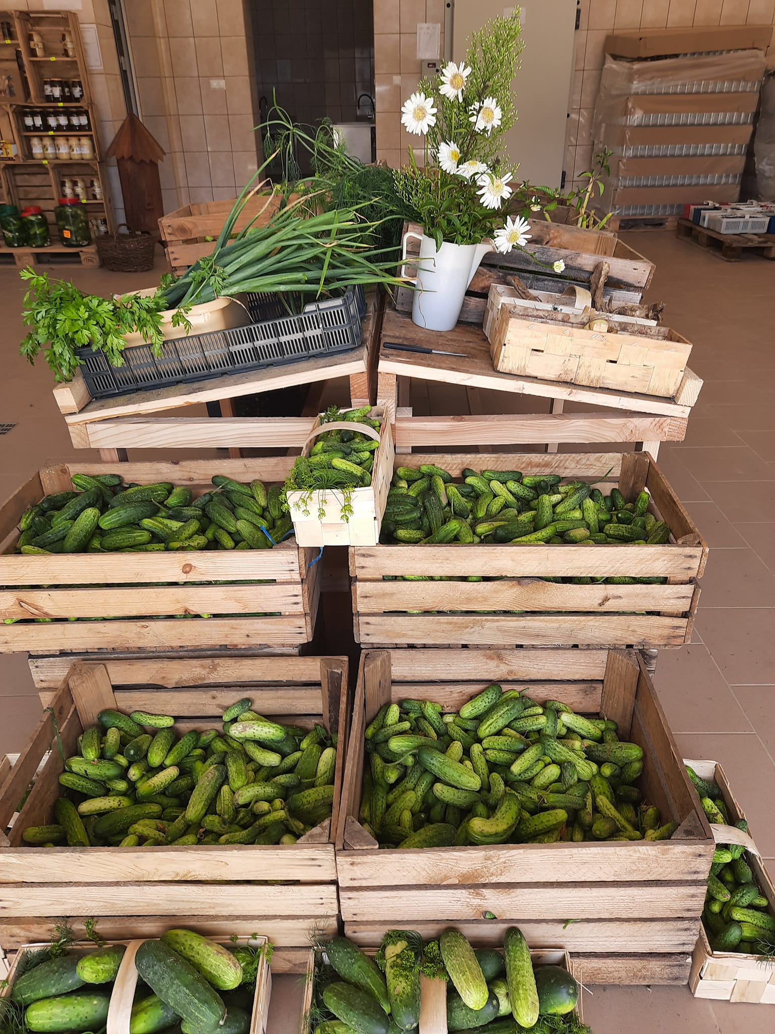 Zdjęcie z ogrodu Bieszczady