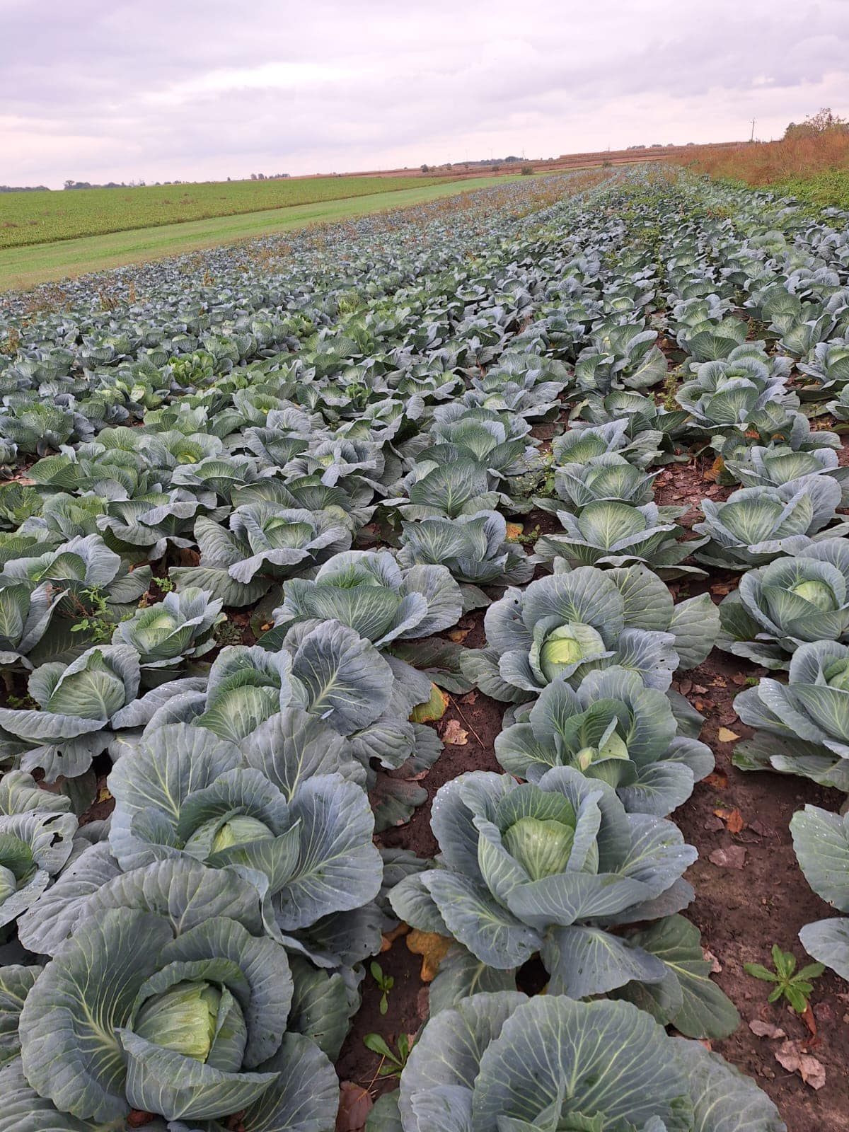 Zdjęcie z ogrodu Bieszczady